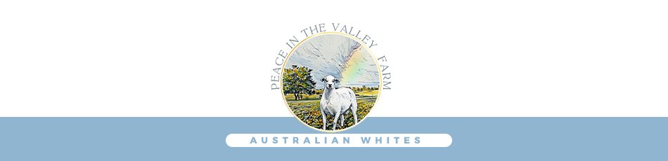 Peace in the Valley Farms | Australian White Sheep